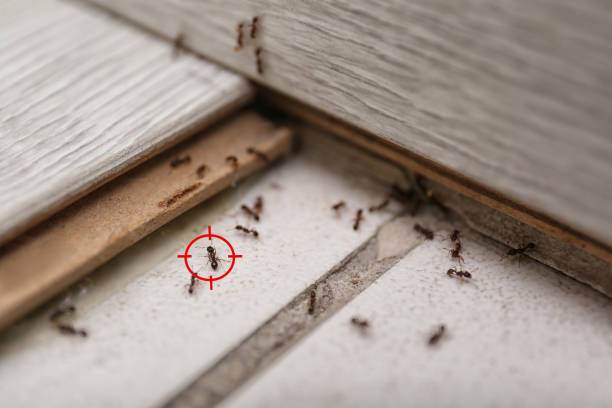 Best Best Pest Control Companies  in Mcmillin, WA