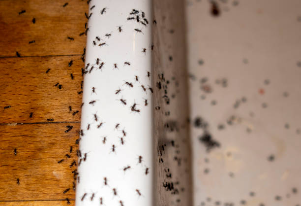 Best Ant Control Services  in Mcmillin, WA
